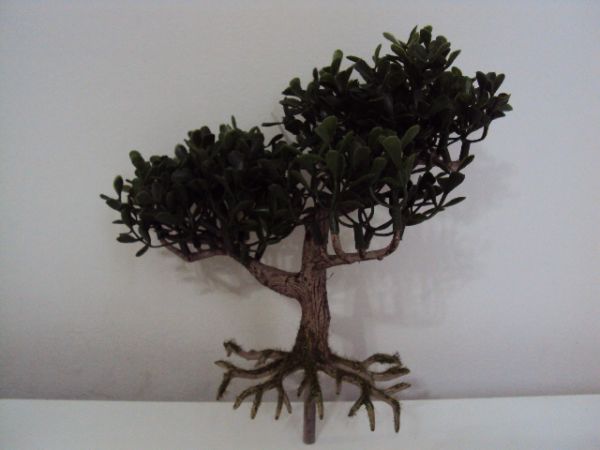 Arvore bonsai pequena